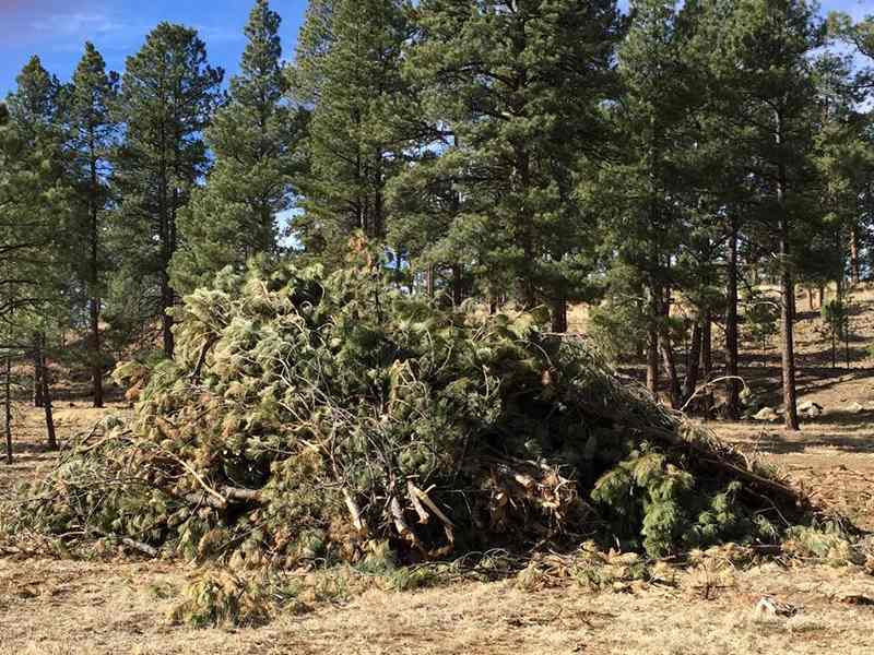 Pine tree slash pile